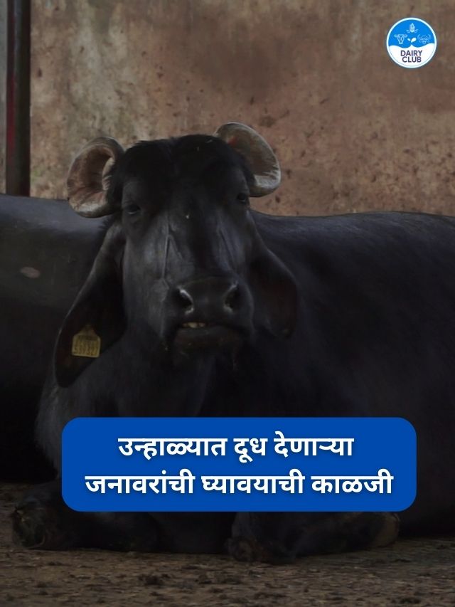 उन्हाळ्यात दूध देणाऱ्या जनावरांची घ्यावयाची काळजी